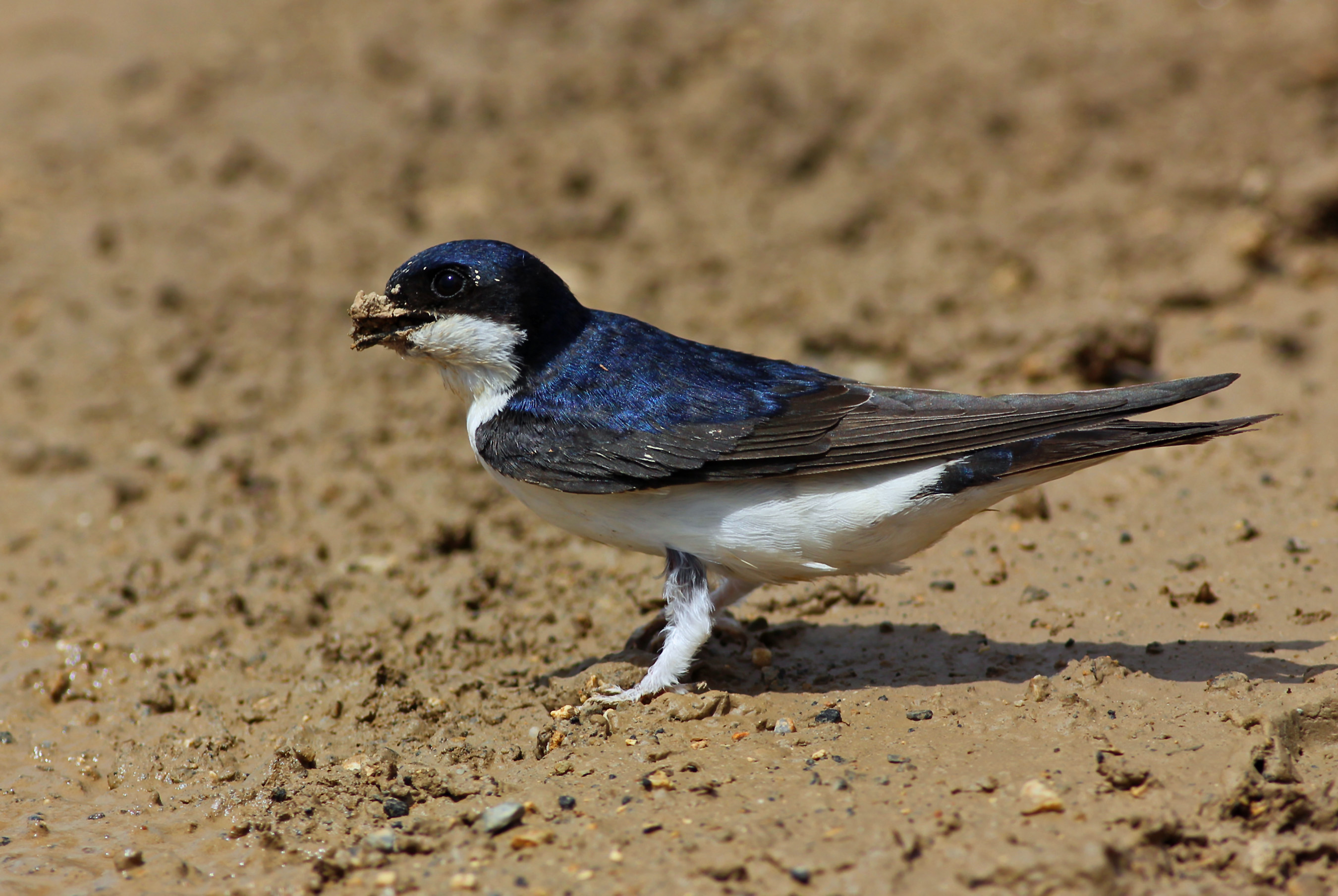 Common House-Martin
